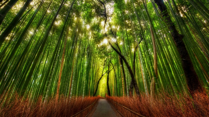 A path through a dense bamboo forest