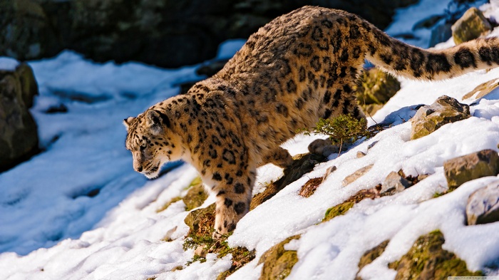 Snow leopard walking on a snowy mountain slope