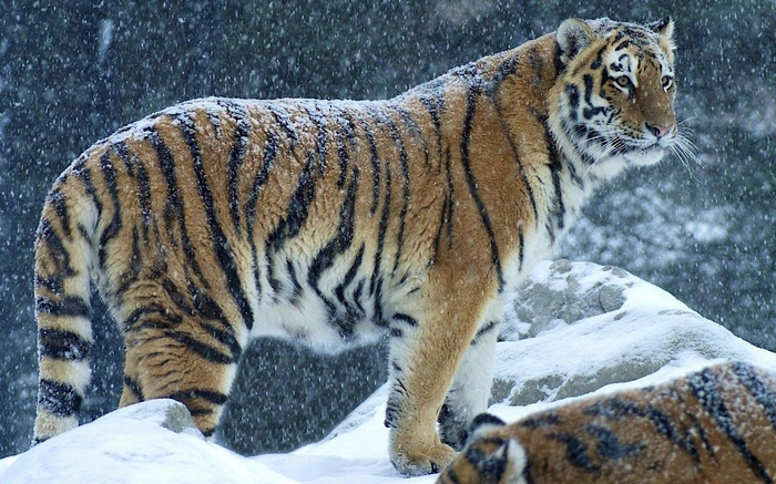 Tiger in the snow