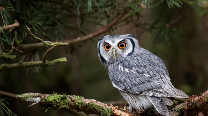 Southern White-Faced Owl perched on a mossy branch