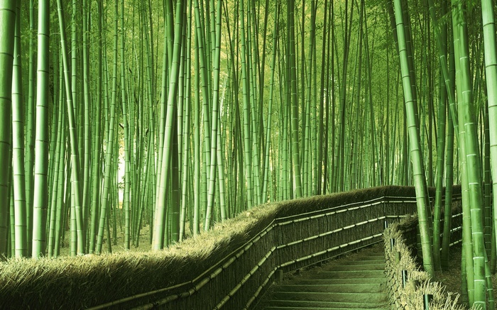 Bamboo forest path with stone stairs in Japan
