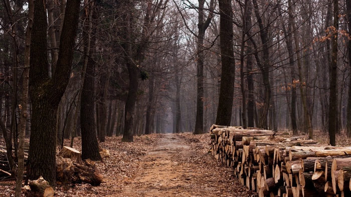 Dirt path through a forest with stacked logs