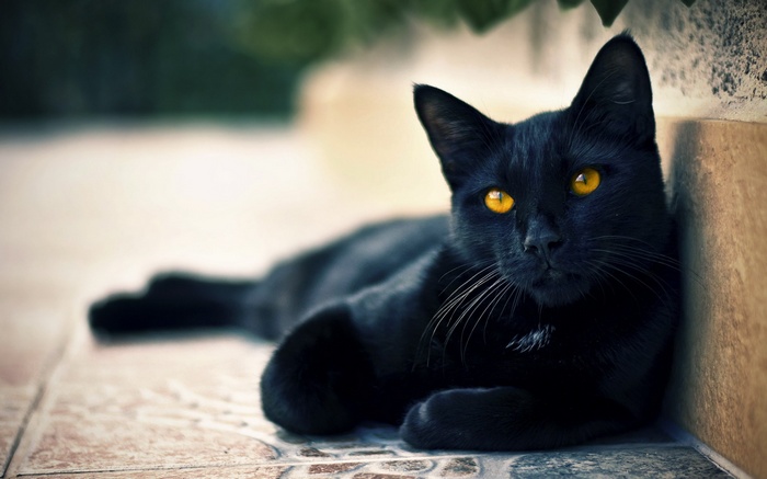 Black cat with bright yellow eyes resting