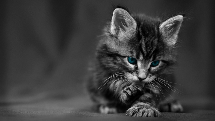 Kitten with blue eyes and selective coloring