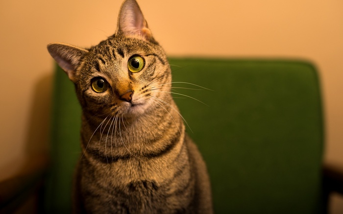 Tabby cat with green eyes on a green chair