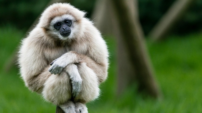 A gibbon sits on a wooden post in a grassy area.