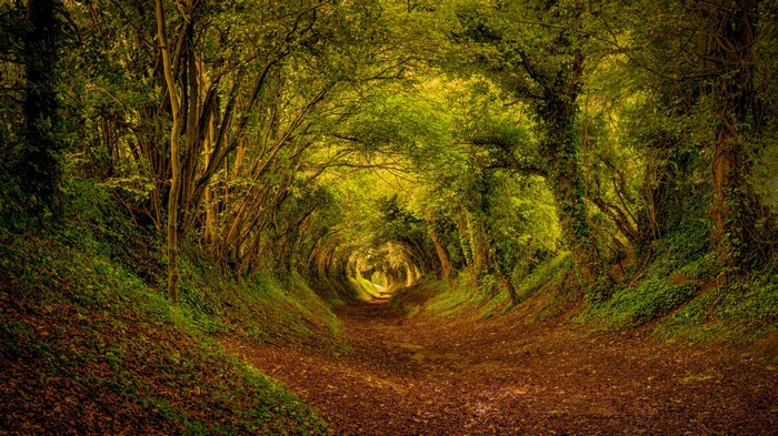 A path through a dense forest with trees forming an archway