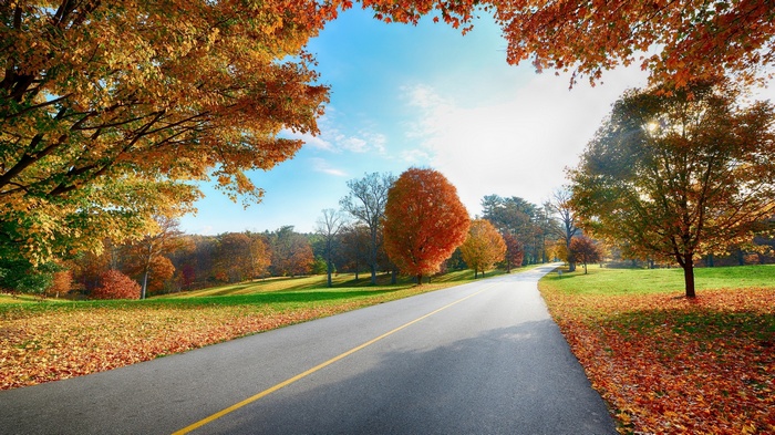 Autumn road with colorful trees and fallen leaves