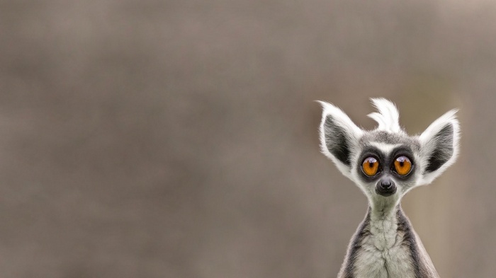 Ring-tailed lemur with large orange eyes