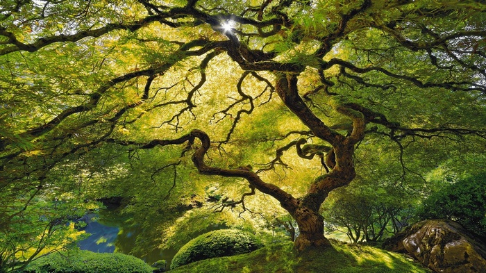 Sunlight filtering through a large, gnarled tree in a garden