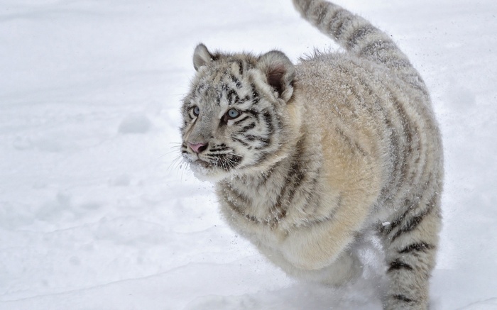 White tiger cub running in the snow