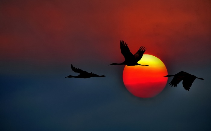 Silhouettes of birds flying against a sunset