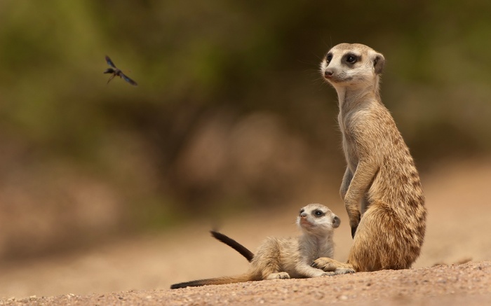 Two meerkats and a flying insect in the desert