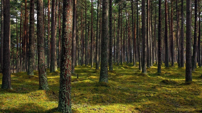 A dense forest with moss-covered ground