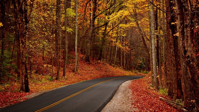 road, forest, fall