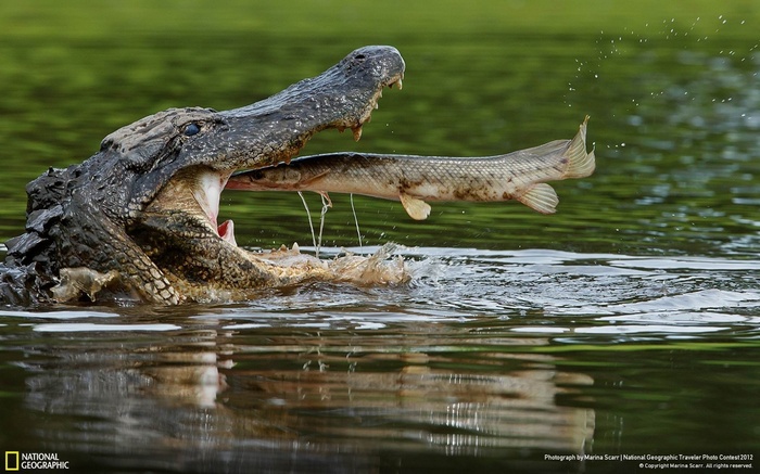 Alligator eating a fish in water