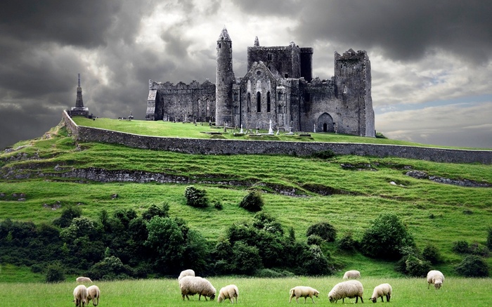 Rock of Cashel castle and sheep in Ireland
