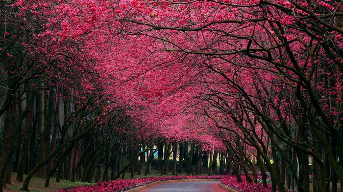 A pathway lined with blooming cherry blossom trees