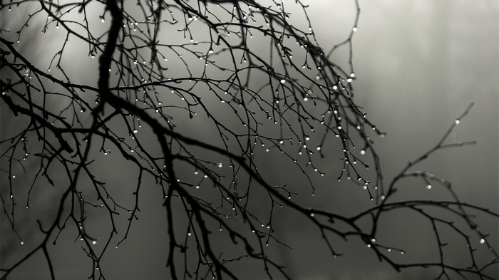 Monochrome branches with water drops in mist