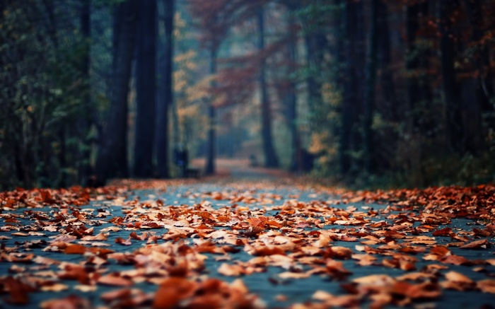 Autumn leaves cover a path in a forest
