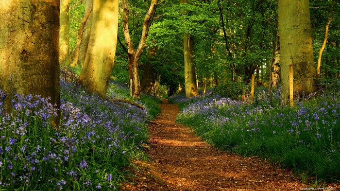 A path through a forest with bluebells