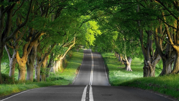 Road through a green forest with trees