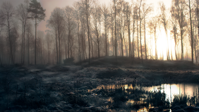 Misty forest with sunbeams and a pond