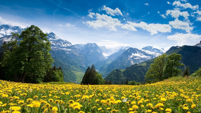 Field of yellow flowers with snow-capped mountains