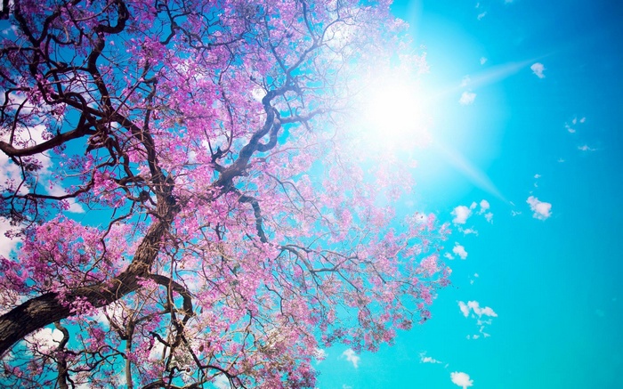 Cherry blossom tree branches against a bright blue sky