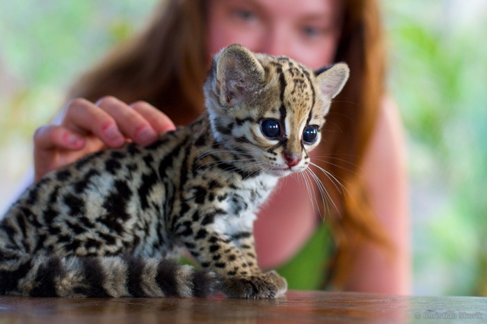 Baby Ocelot Being Petted by a Person