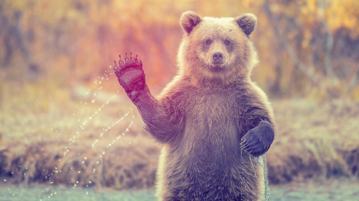 A bear waves its paw with water droplets