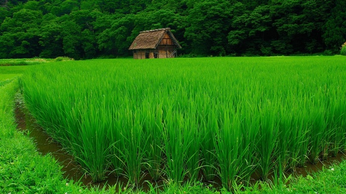 A traditional Japanese house in a rice paddy field