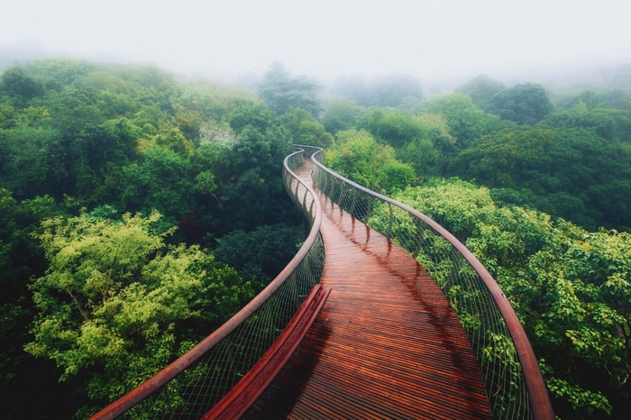 A winding wooden walkway through a misty forest