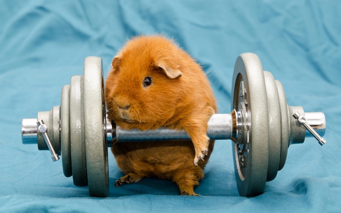 animals, dumbbells, working out, humor, gyms, guinea pigs