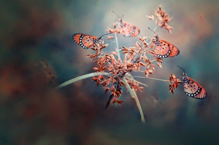 Four orange butterflies on a plant with shallow depth of field