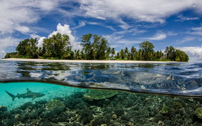 Shark swims near coral reef by tropical island