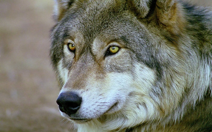 Close-up portrait of a wolf