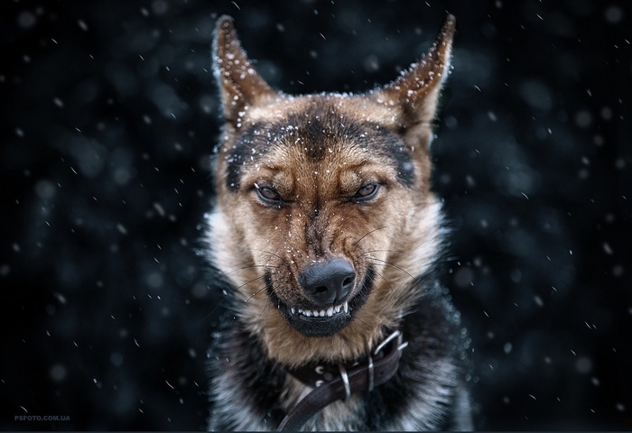 Aggressive German Shepherd Dog in Snow