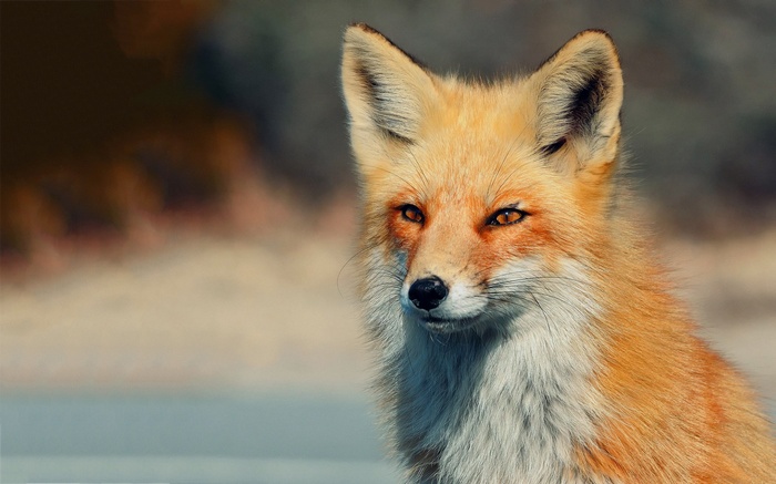 Red fox with orange eyes in natural setting