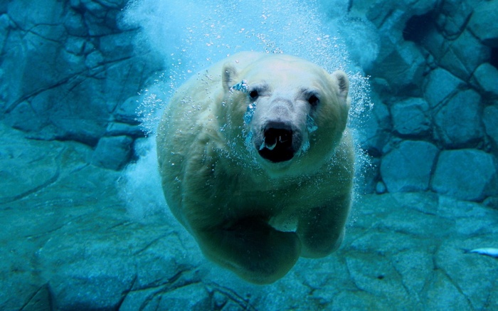 Polar bear swimming underwater in blue water