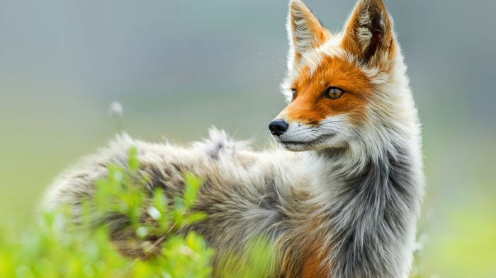 animals, fox, depth of field