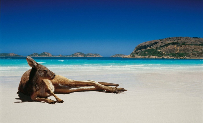 Kangaroo relaxing on a tropical beach