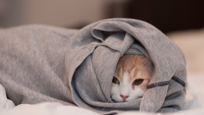 A cat peeking out from a grey blanket