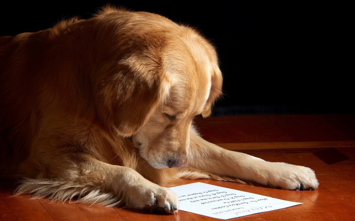 Golden Retriever Dog Reading a List