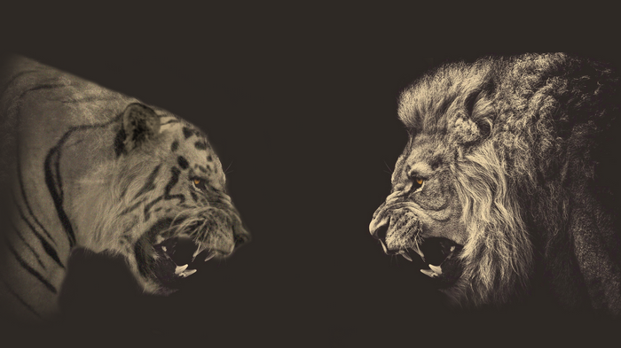 Tiger and Lion facing each other in sepia tone
