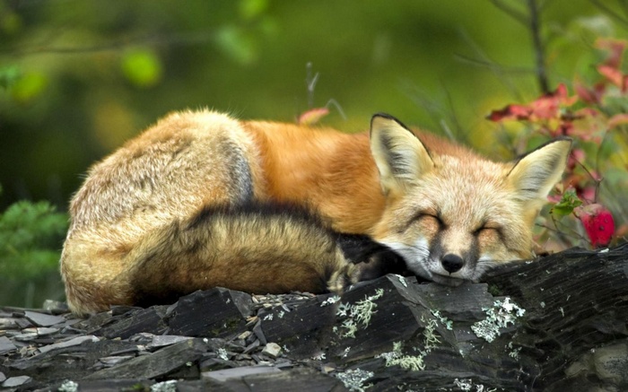 A sleeping fox rests on rocks