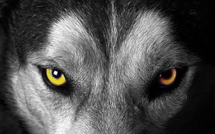 Close-up of a wolf's eyes with selective coloring