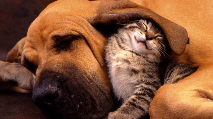 A dog and a kitten sleeping together