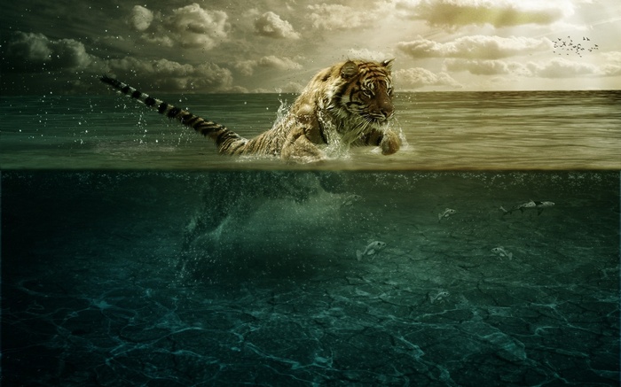 Tiger jumping into the sea with fish below