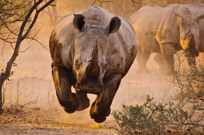 Rhino charging through dusty savanna with another rhino behind